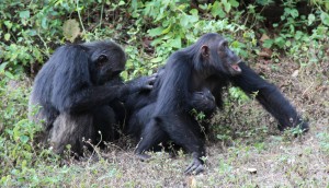 Frodo would demand other chimps groom him without offering to return the favour