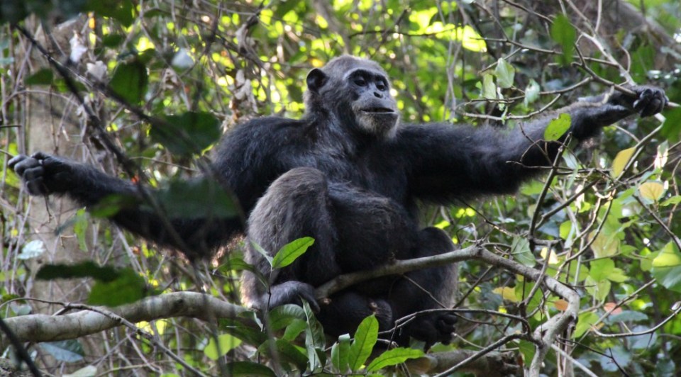 Frodo the ‘Demonic Ape’ killed and ate a toddler