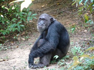 At 121 pounds, he was one of the biggest chimps in the tribe