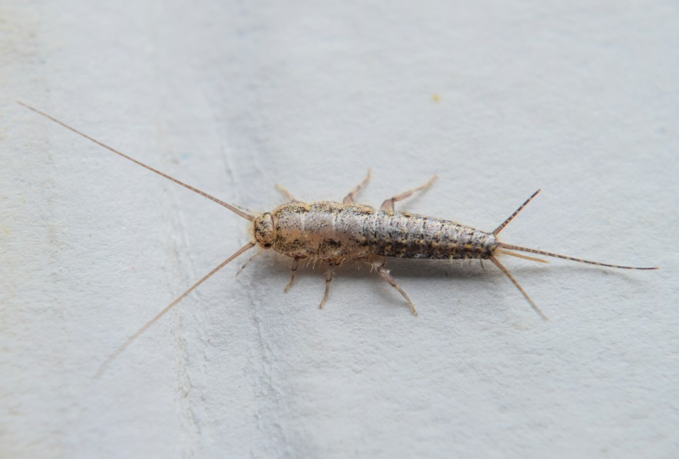 Silverfish are tiny, light grey insects drawn to moisture