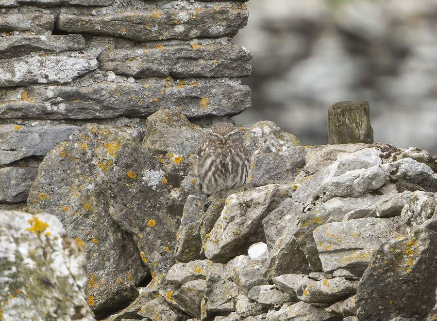 The little owl is perched on the dry-stone wall of this farm waiting for prey