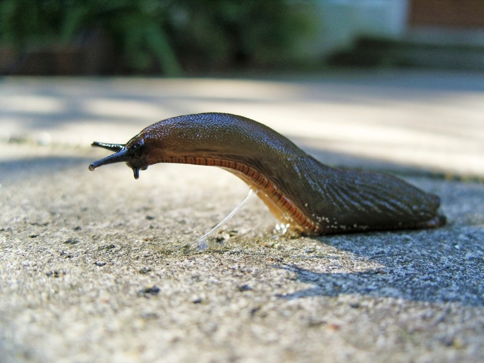 A garden slug Gastropod mollusc