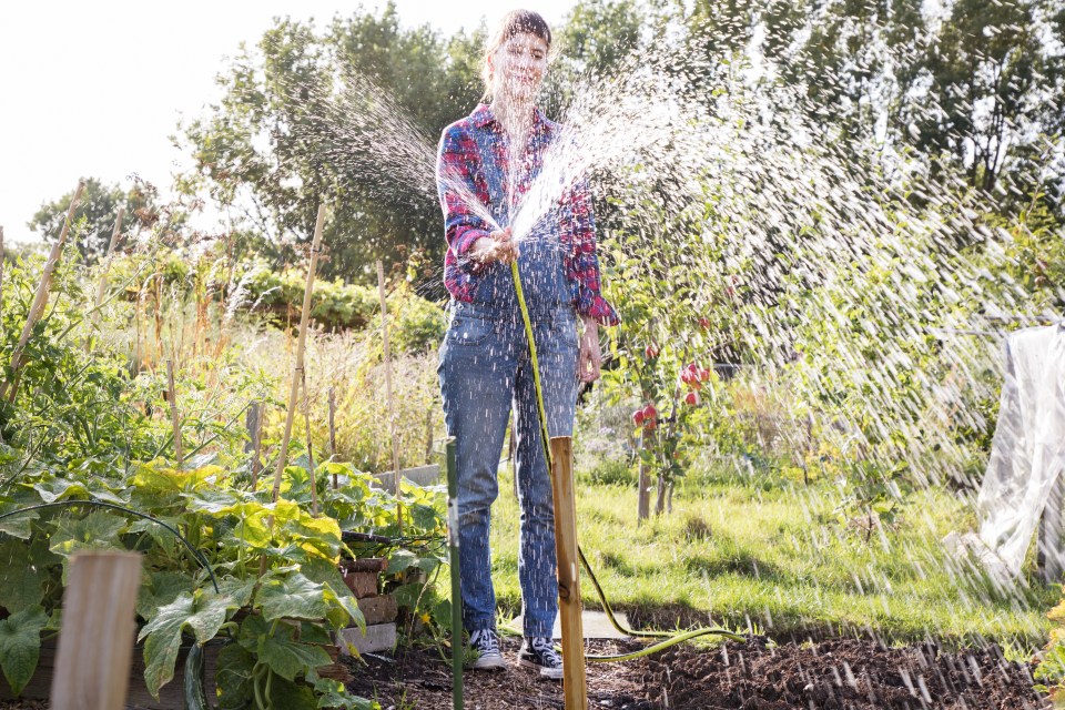 The pros reveal the ideal time to water your garden to keep it looking healthy