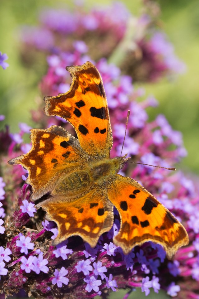 Comma butterflies are harder to spot in Autumn