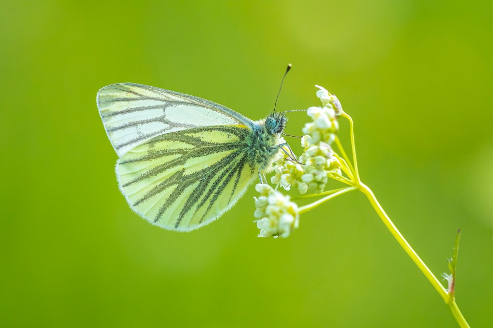 Head to waterways to find green-veined white butterflies