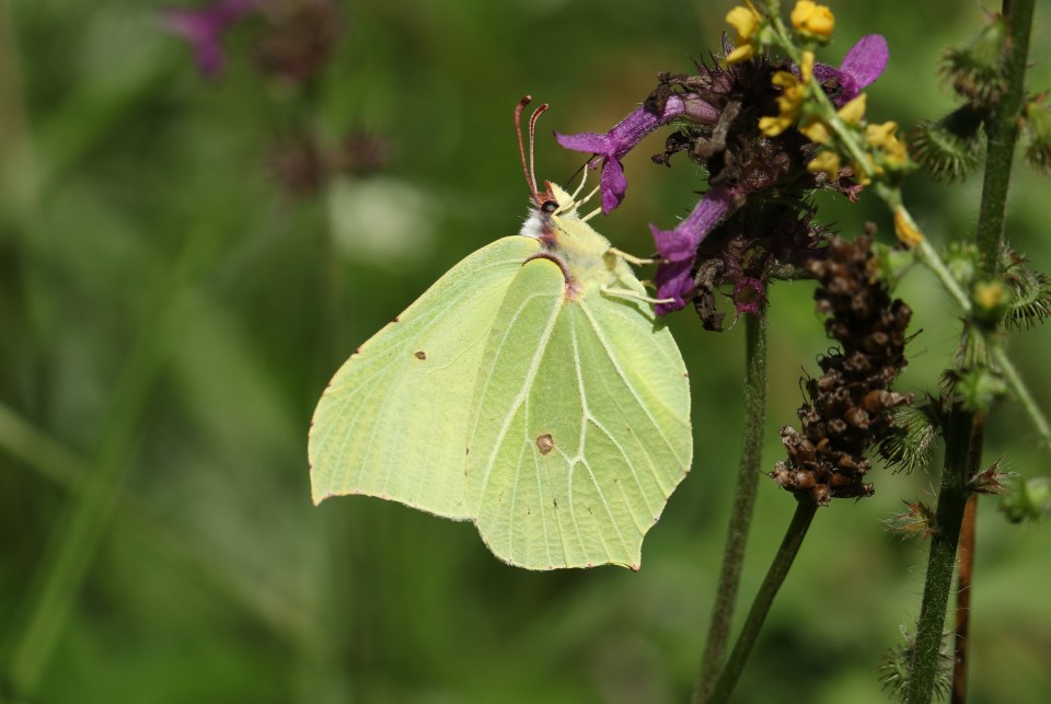 Brimstone butterflies stand out and are easy to spot