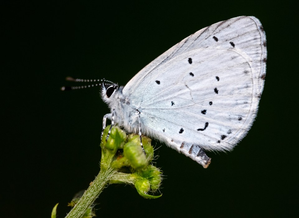 Holly Blue butterflies are increasingly common in the north