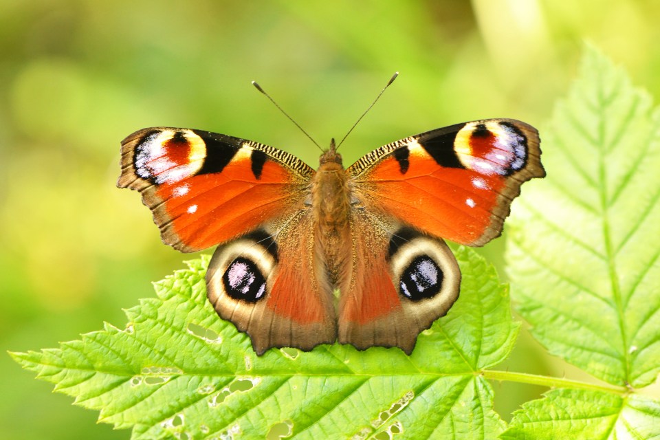 Peacock butterlies look like they have eyes on their wings