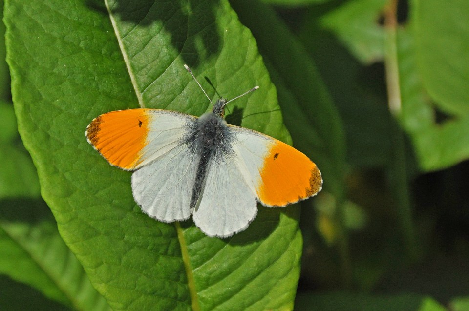 Orange-tip butterfleis have a very distinctive look