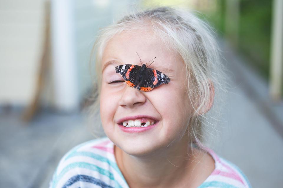 Butterfly Conservation wants the public to record sightings of butterflies like this Red Admiral