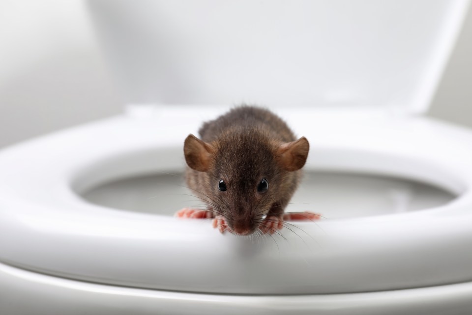 The enormous rats are scurrying up unsuspecting Brits' toilets and into their homes