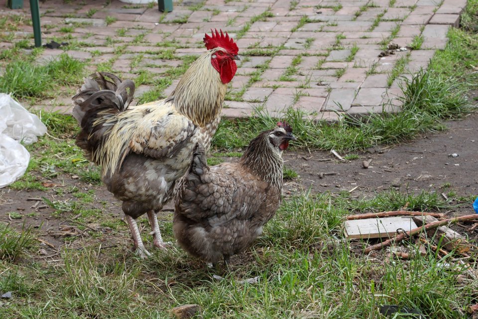 A cockerel giving it large in a city at 4am every day is driving locals 'bonkers'