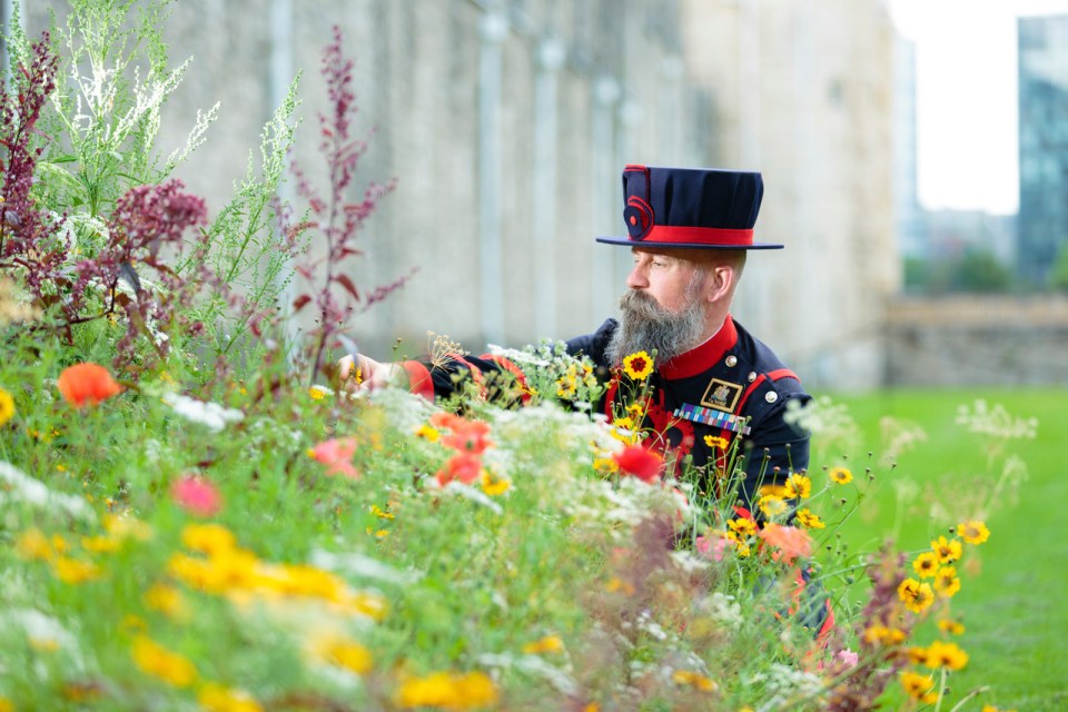 Flowers from more than 20million seeds will flood the moat around the Tower of London, changing from June to September