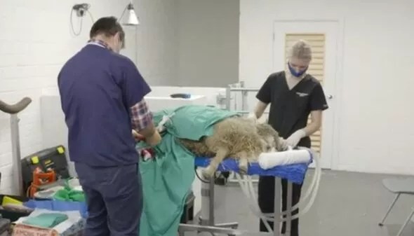 A never-seen-before operation will be performed on tonight's The Yorkshire Vet