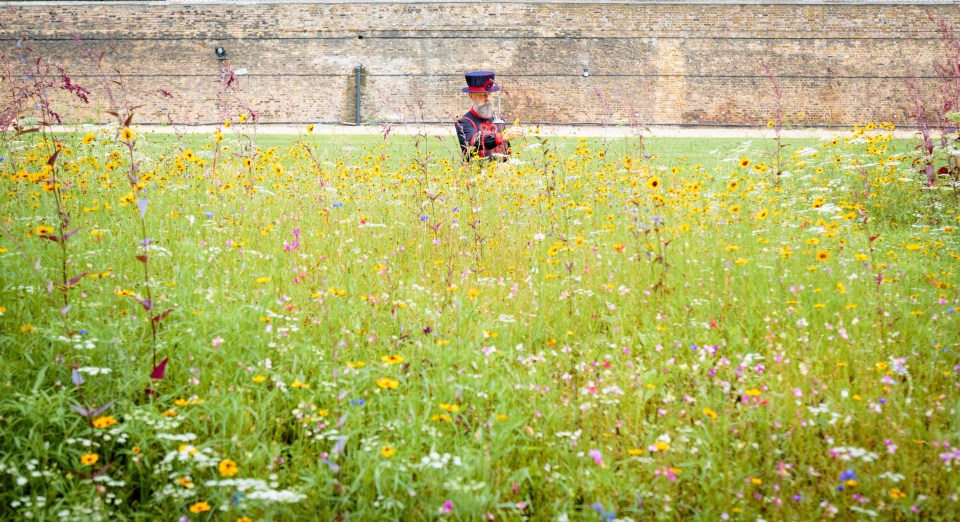 The deals include an overnight stay at a central London hotel with free breakfast, plus tickets to the Superbloom Moat at the Tower of London from £60pp