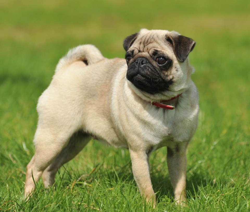 Pugs are amongst the top seven breeds most at risk of heatstroke amid Britain’s heatwave