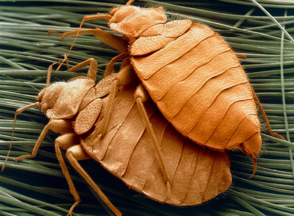 Hotels are hot spots for bed bug infestations - make sure you know the signs before your next trip