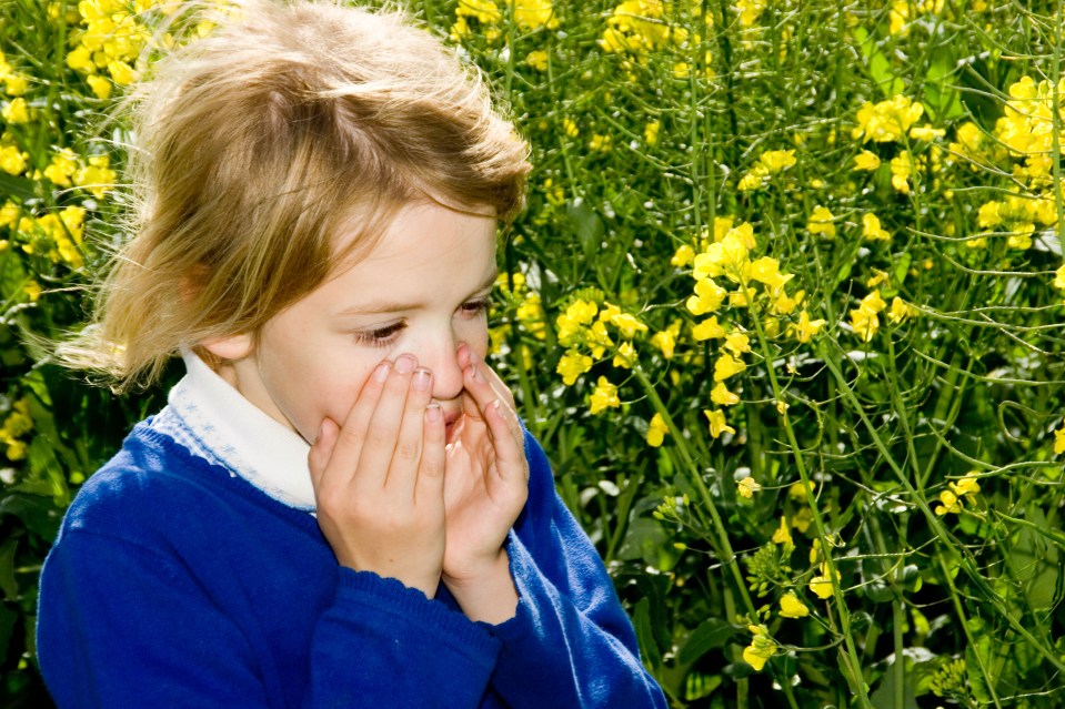 A high pollen count across the UK means Brits are suffering from hay fever more than ever this year