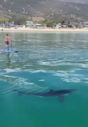 Nephew Logan was surfing when he was viciously attacked by a shark