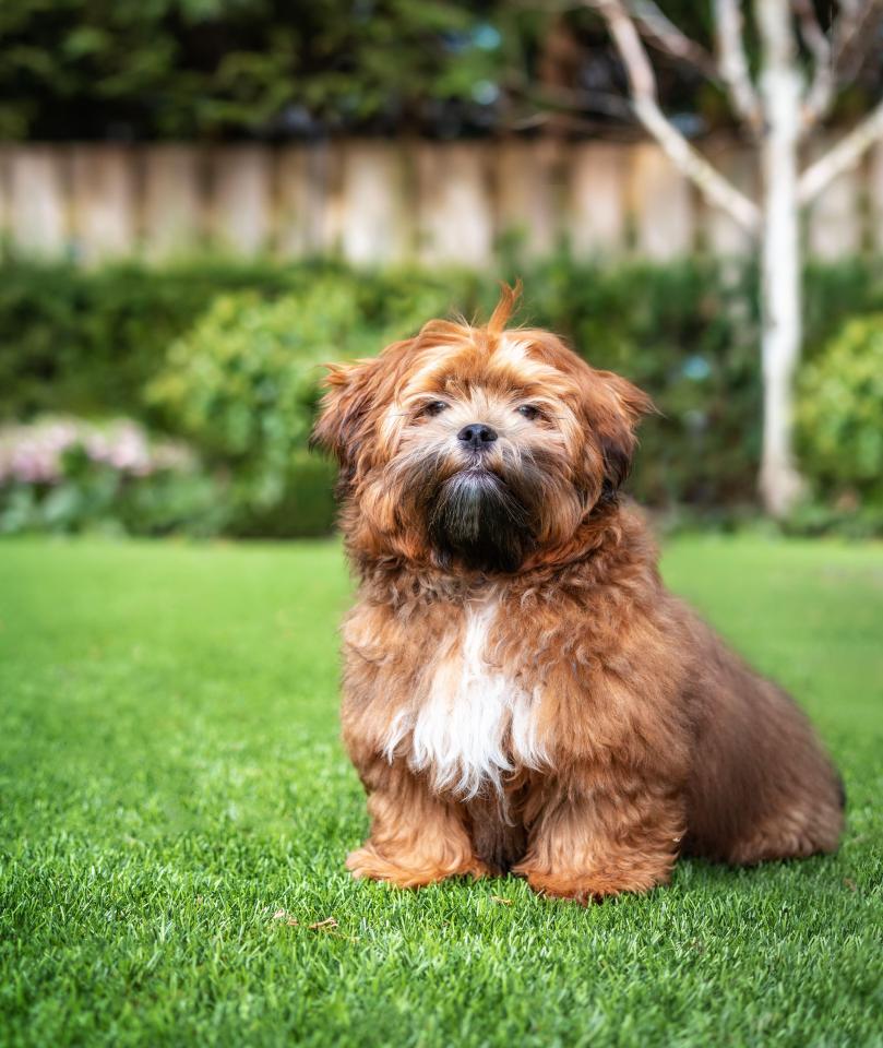 Shih Tzus make the list for being at severe risk of heatstroke