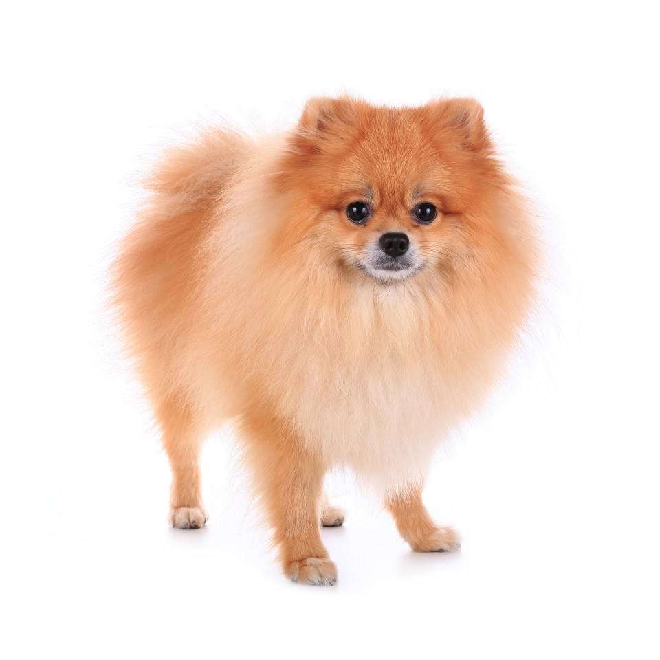 Pomeranians are also in danger of getting overheated