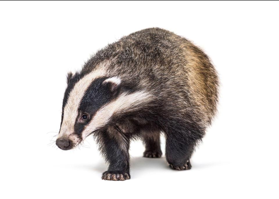 More than 176,00 badgers have been slaughtered by our government