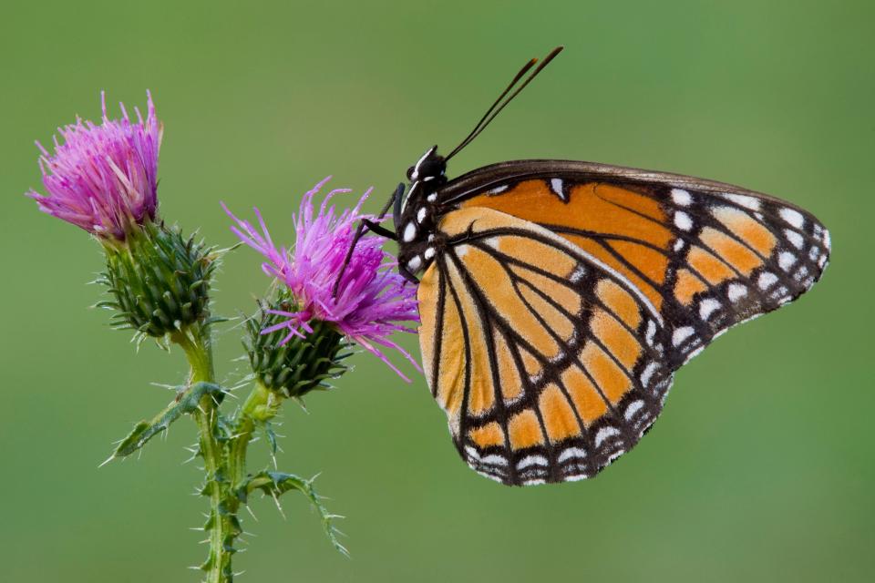 Moth or butterfly?  Are you one those who can't identify the differences?