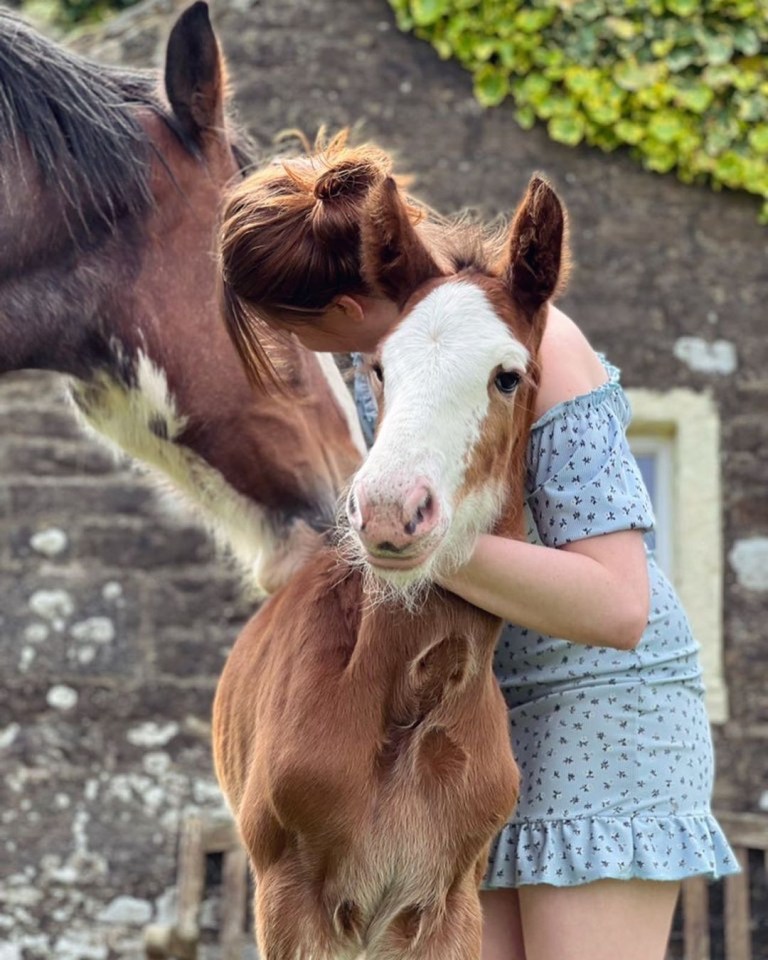 The new Clydesdale foal is already 'part of the team'