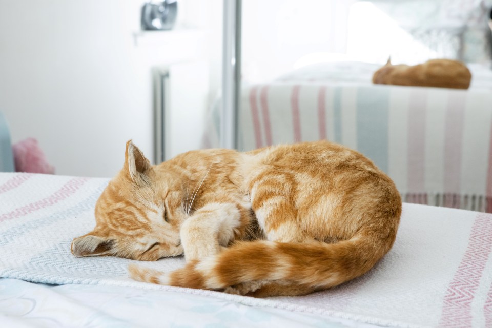 The cat is now preserved forever in a sleeping position with his eyes closed