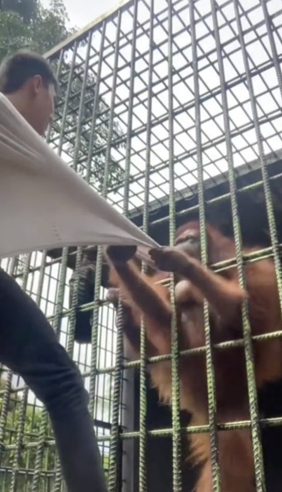 The orangutan uses both hands to drag the man towards the cage