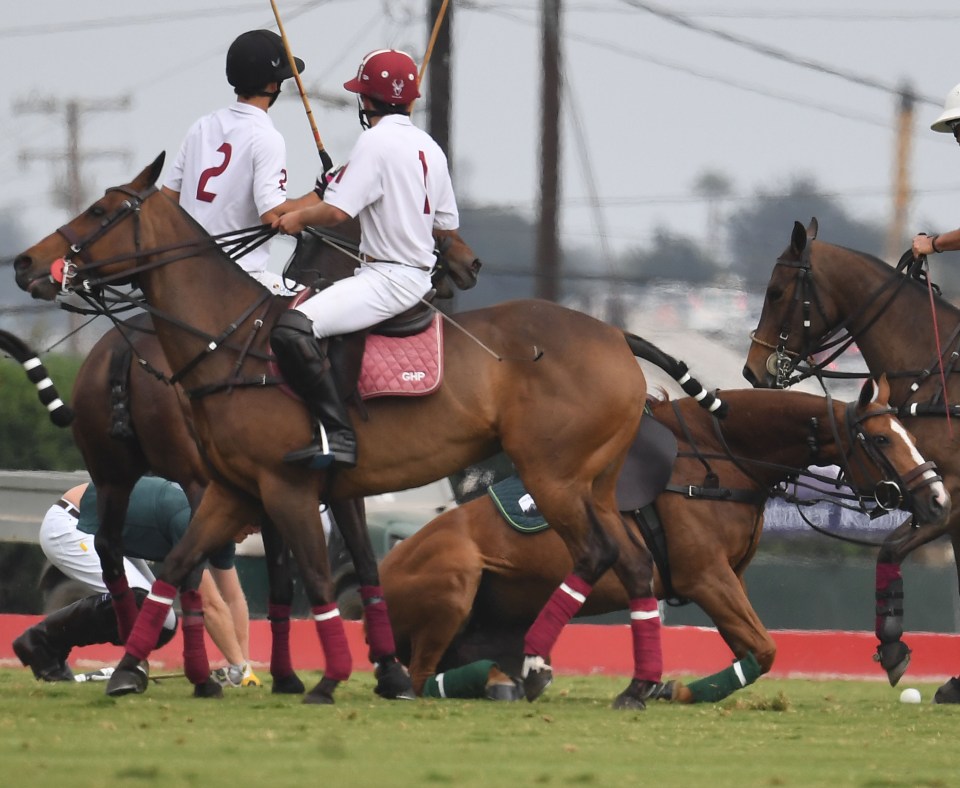 The royal climbing to his feet after falling to the turf