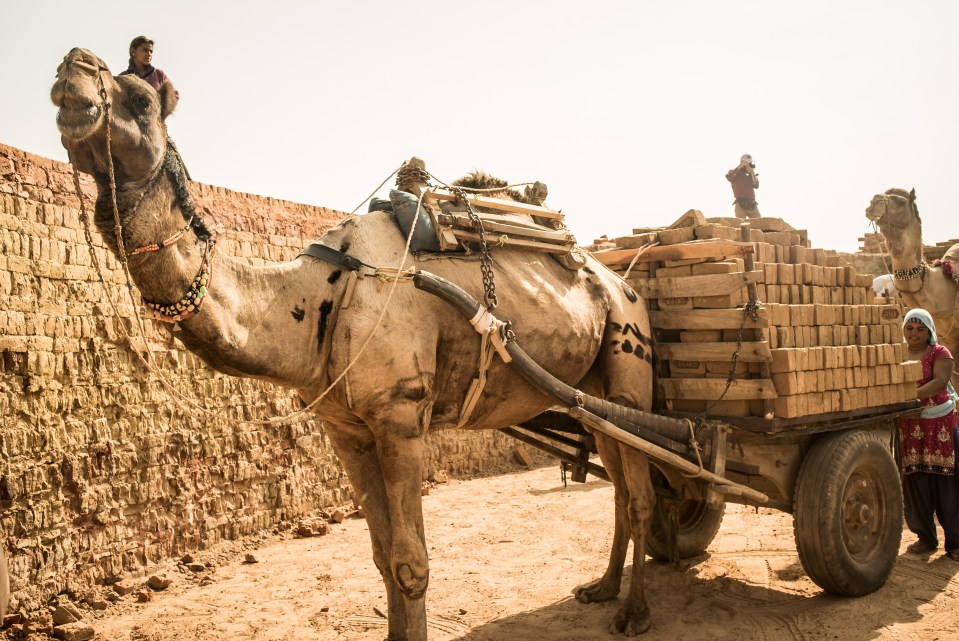 Working animals are used all over the world to produce these foods and drinks