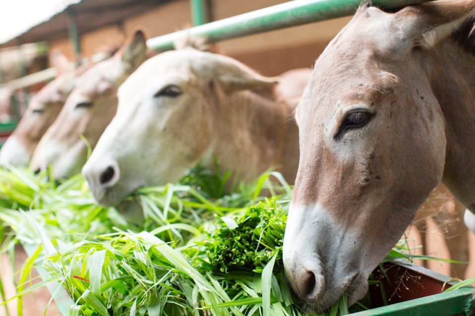 Animals like donkeys, horses and camels help to produce common foods and drinks like tea and chocolate