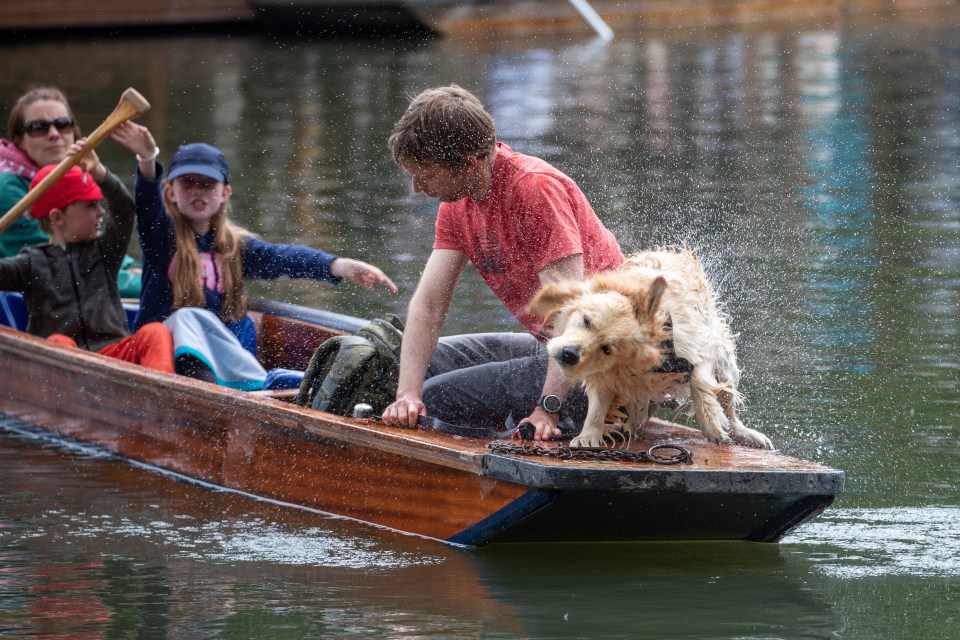 Turns out humans aren't the only ones lapping up the good weather to get wet