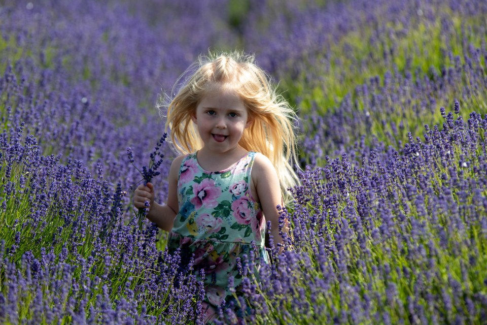 A young girl picking lavender at Cadwell Farm in Hitchin