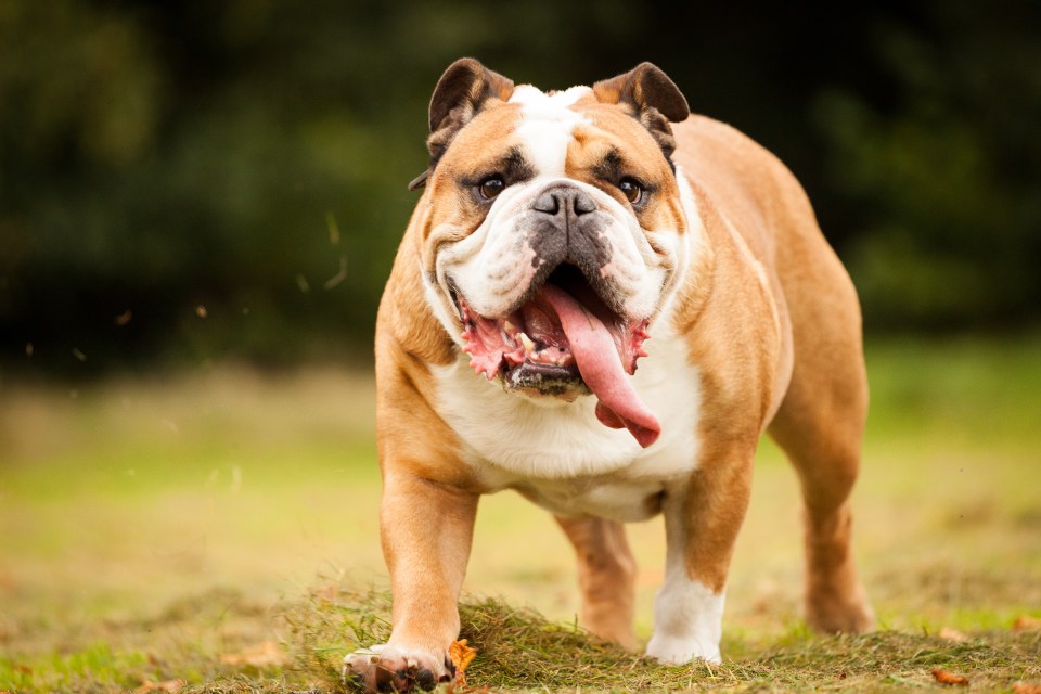 English Bulldogs are also at major risk and are 14 more likely to get heatstroke than Labradors