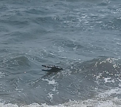 A close-up of the croc's terrifying jaws