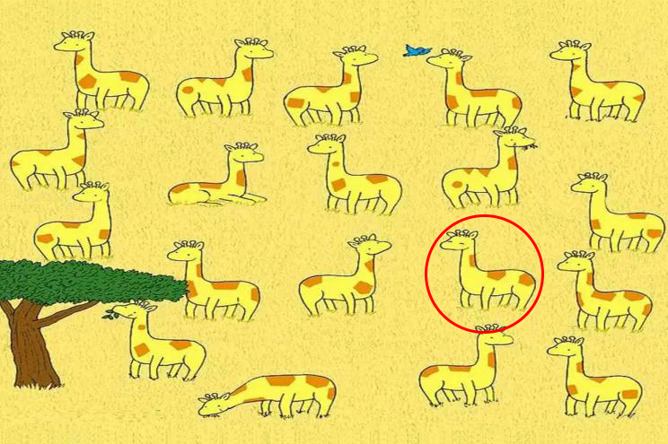 There is the lonely giraffe!