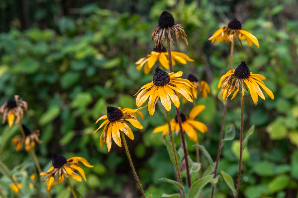 There are five steps you can take to stop your plants from wilting in the heat