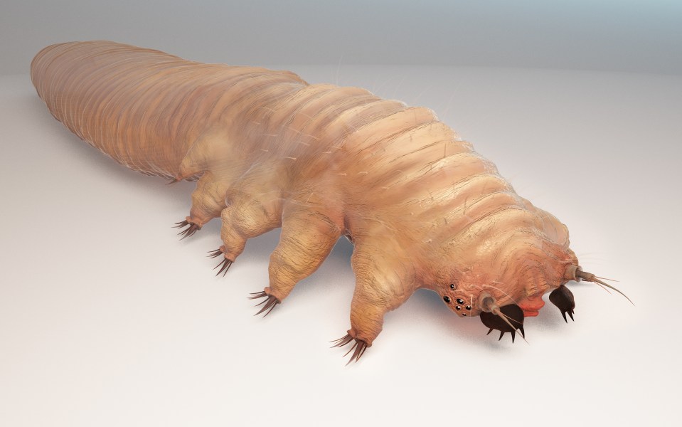 Demodex live in our pores on the face, eat off the sebum we produce and mate while you’re asleep