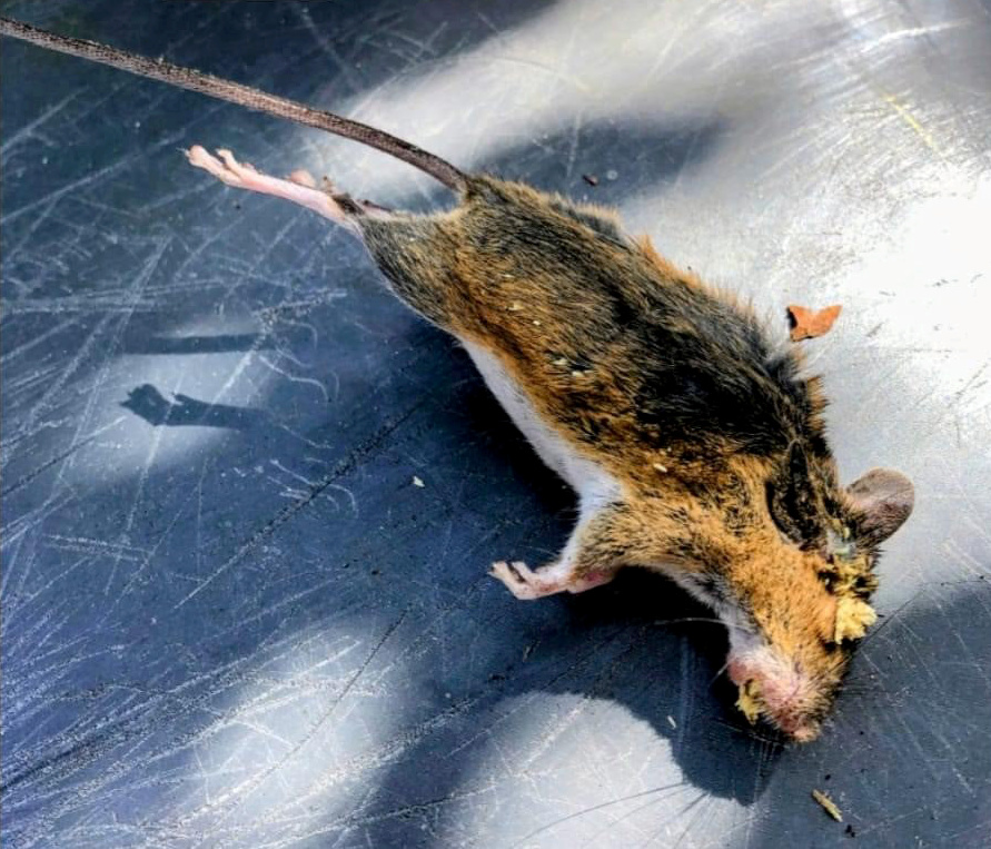 The rat infestation has worsened to the point that locals are forced to move away