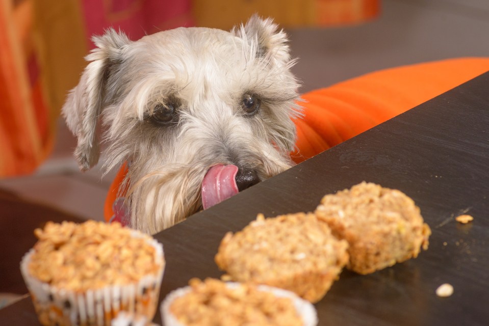 The woman remade the cake and fed the one her niece made to the dog