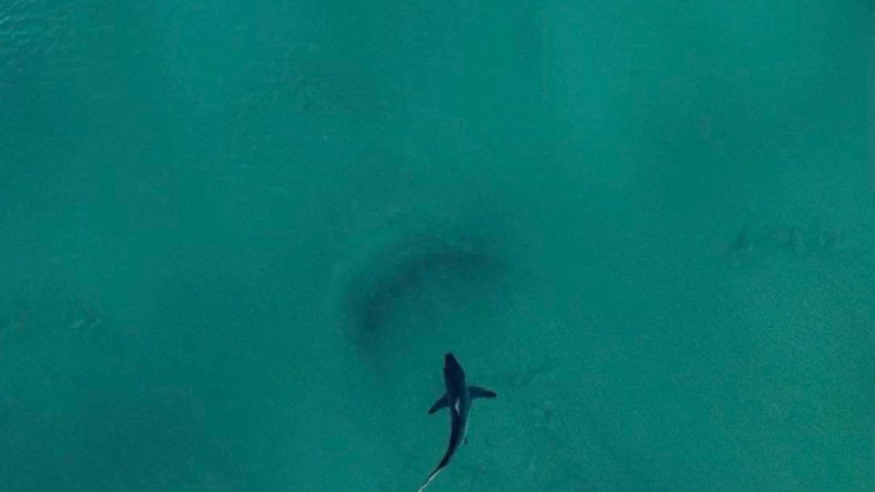 Surfer Russell Specht shared this drone shot of a massive shark off Point Lookout