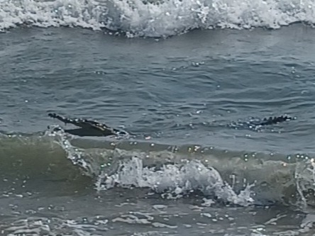 The 15ft crocodile stalked terrified holidaying Brits at their beach resort in Mexico