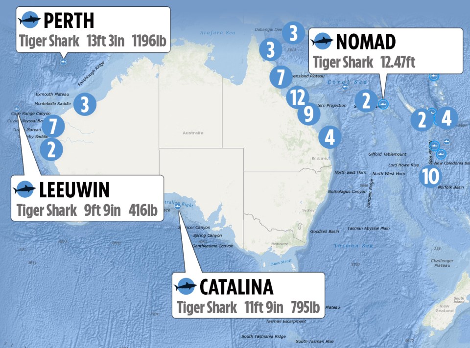 This shark tracker map shows the last sightings of tracked sharks in Australia