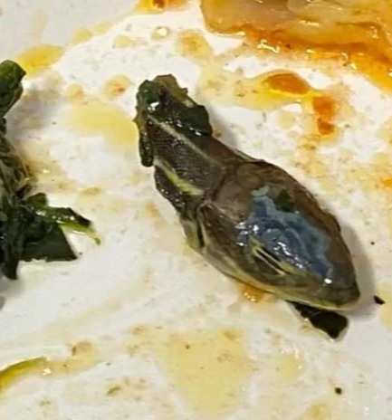 A SunExpress crew member claims they found a snake's head in their food