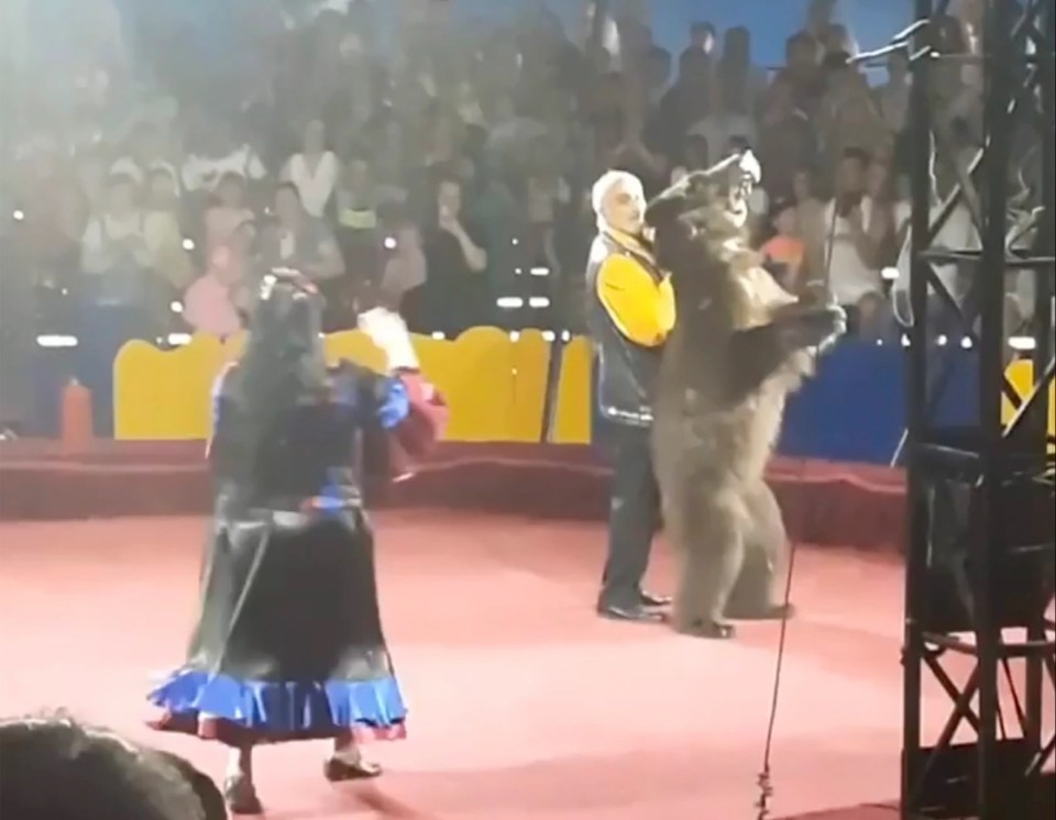 The raging brown bear lashed out at the ringmaster after becoming agitated