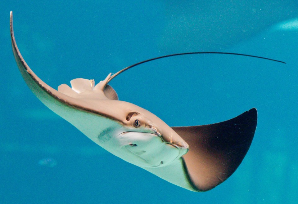 The stingray struck Jamie while he was enjoying a day at the beach with his family