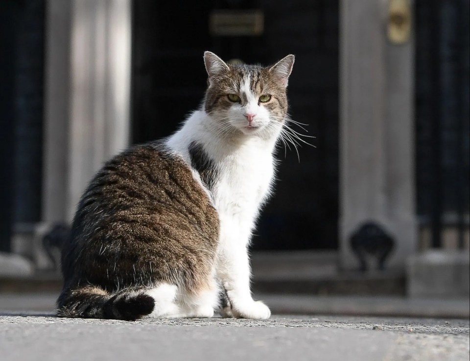 Following a series of high-profile resignations, Larry the Downing Street has shockingly announced he too is headed for the door