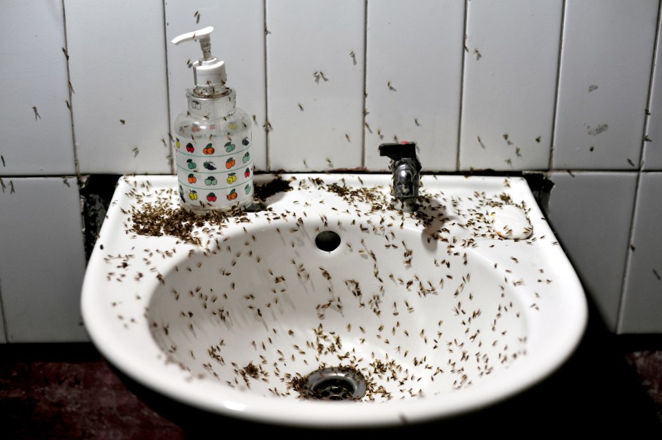 There's a simple way to stop drain flies taking over your sink